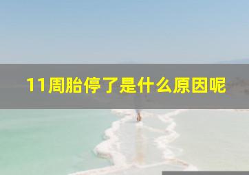 11周胎停了是什么原因呢