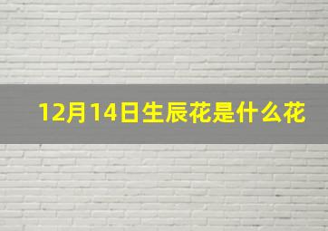 12月14日生辰花是什么花