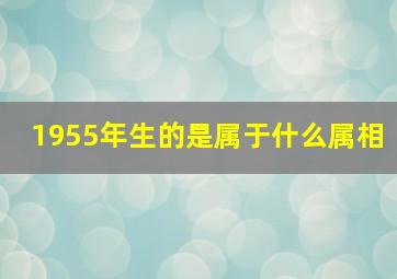 1955年生的是属于什么属相