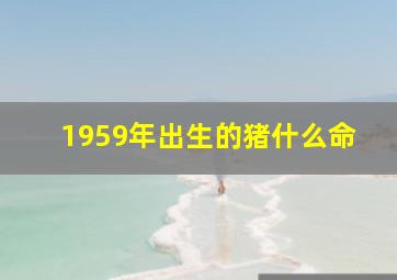 1959年出生的猪什么命