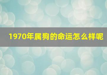 1970年属狗的命运怎么样呢