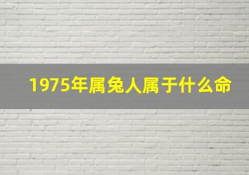 1975年属兔人属于什么命