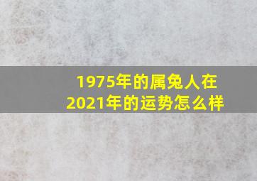 1975年的属兔人在2021年的运势怎么样