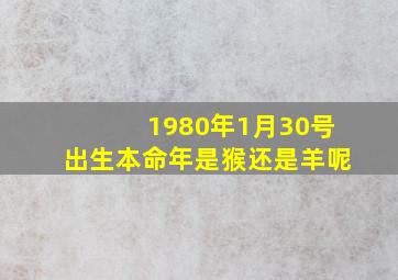 1980年1月30号出生本命年是猴还是羊呢