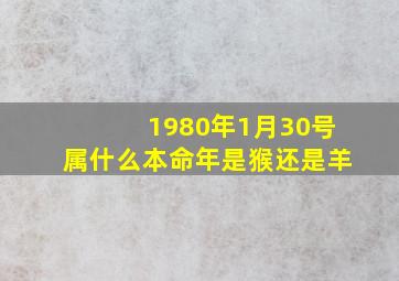 1980年1月30号属什么本命年是猴还是羊