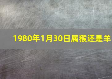 1980年1月30日属猴还是羊