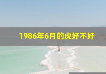 1986年6月的虎好不好