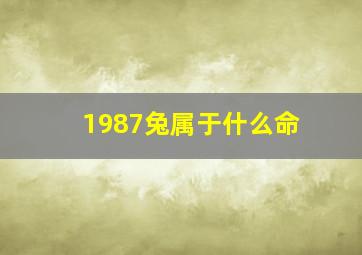 1987兔属于什么命