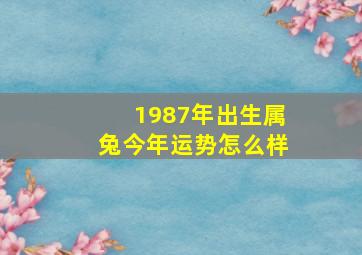 1987年出生属兔今年运势怎么样