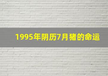 1995年阴历7月猪的命运