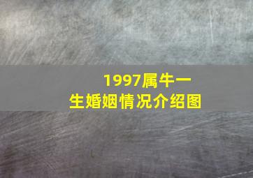 1997属牛一生婚姻情况介绍图