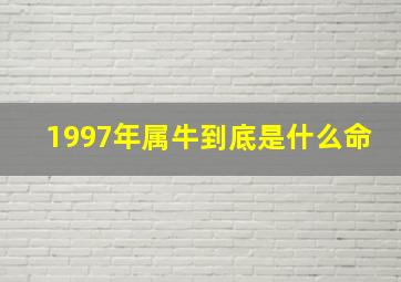 1997年属牛到底是什么命