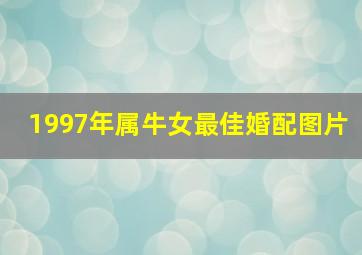 1997年属牛女最佳婚配图片