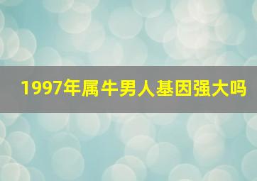 1997年属牛男人基因强大吗