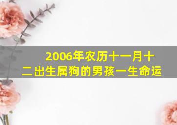 2006年农历十一月十二出生属狗的男孩一生命运