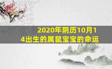 2020年阴历10月14出生的属鼠宝宝的命运