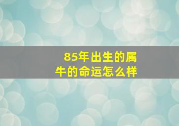 85年出生的属牛的命运怎么样