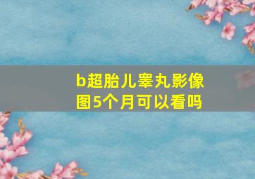 b超胎儿睾丸影像图5个月可以看吗