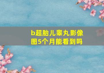 b超胎儿睾丸影像图5个月能看到吗