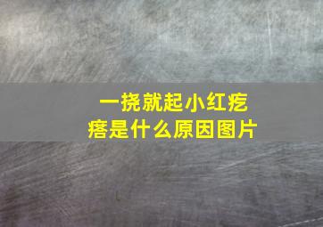 一挠就起小红疙瘩是什么原因图片