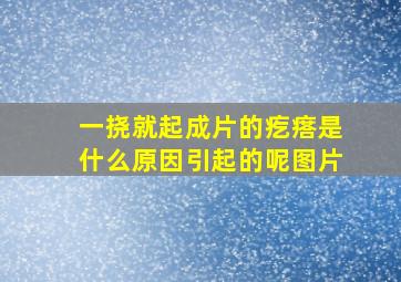 一挠就起成片的疙瘩是什么原因引起的呢图片