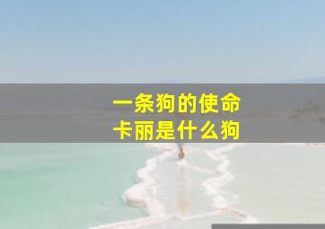 一条狗的使命卡丽是什么狗