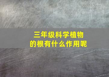 三年级科学植物的根有什么作用呢