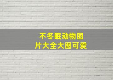 不冬眠动物图片大全大图可爱