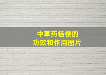 中草药桔梗的功效和作用图片