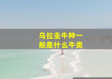 乌拉圭牛种一般是什么牛类