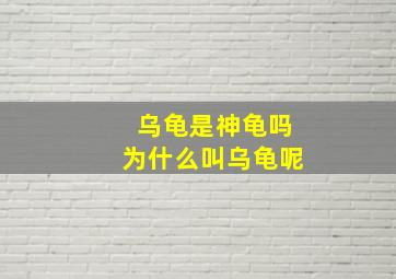 乌龟是神龟吗为什么叫乌龟呢