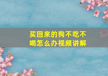 买回来的狗不吃不喝怎么办视频讲解