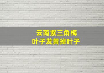 云南紫三角梅叶子发黄掉叶子