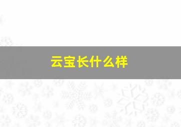 云宝长什么样