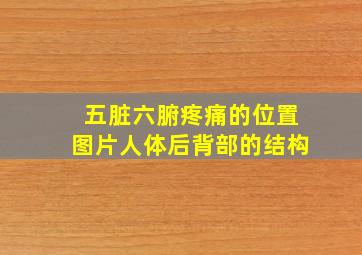 五脏六腑疼痛的位置图片人体后背部的结构