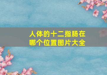 人体的十二指肠在哪个位置图片大全