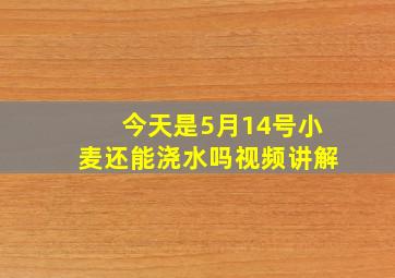 今天是5月14号小麦还能浇水吗视频讲解