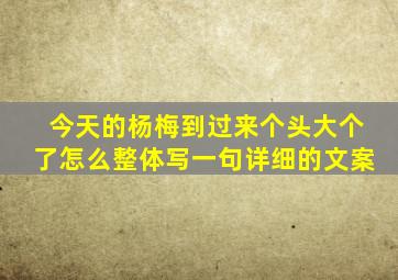 今天的杨梅到过来个头大个了怎么整体写一句详细的文案