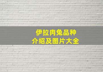 伊拉肉兔品种介绍及图片大全