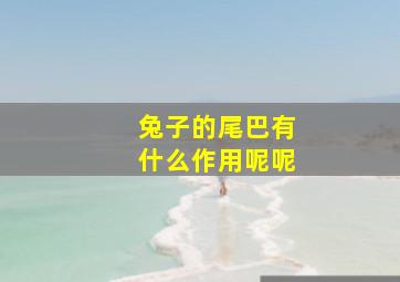 兔子的尾巴有什么作用呢呢