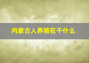 内蒙古人养骆驼干什么