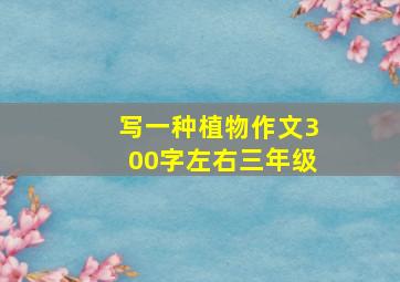 写一种植物作文300字左右三年级