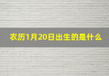 农历1月20日出生的是什么