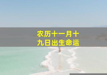 农历十一月十九日出生命运