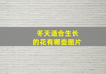 冬天适合生长的花有哪些图片