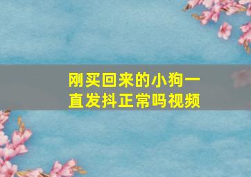 刚买回来的小狗一直发抖正常吗视频