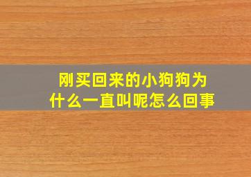 刚买回来的小狗狗为什么一直叫呢怎么回事