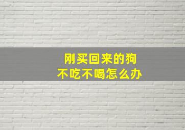 刚买回来的狗不吃不喝怎么办