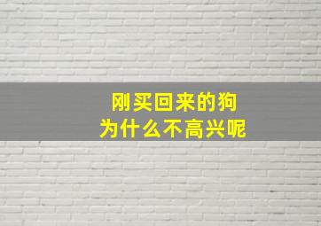 刚买回来的狗为什么不高兴呢