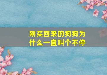 刚买回来的狗狗为什么一直叫个不停